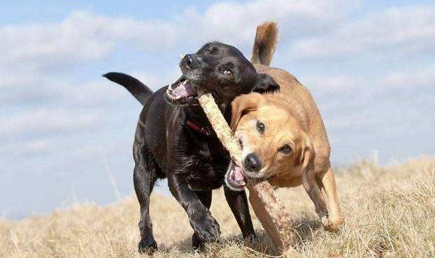 狗被其他狗咬了立马打狂犬有用吗,狗咬了怎么办如何治疗