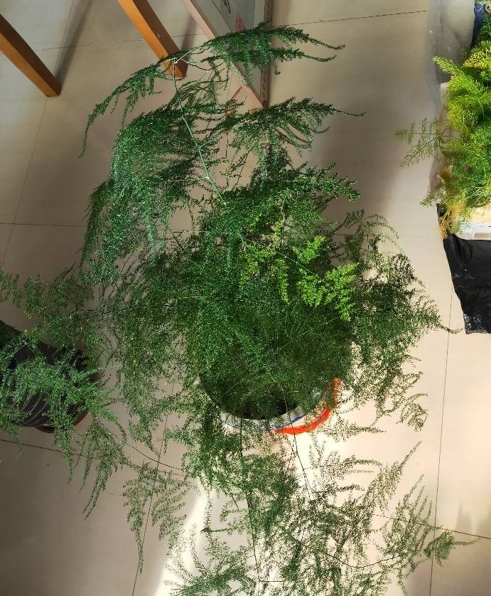 文竹黄叶了，通过4个方法来改善，枝叶鲜绿，越来越旺