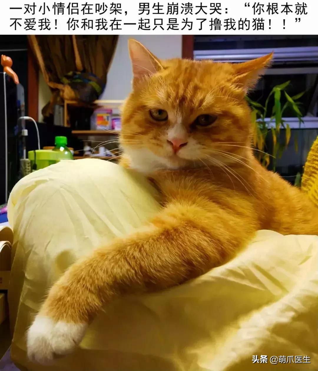 “猫这么脏，赶紧把它丢出去！”