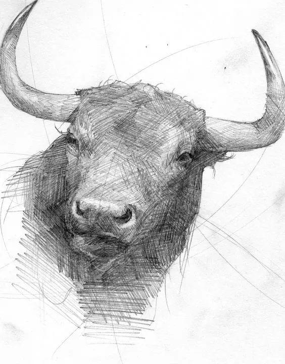 分享一套精美动物素描，值得收藏学习