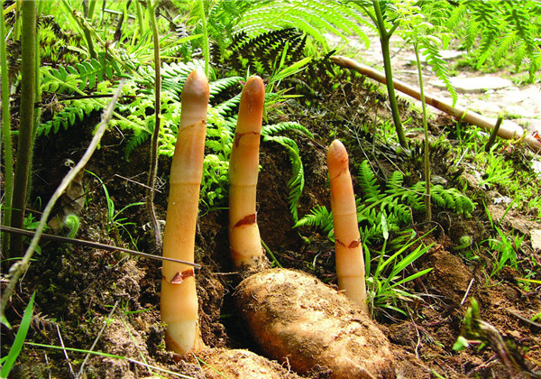 天麻种植技术与栽培管理专家讲解,天麻种植技术怎样管理