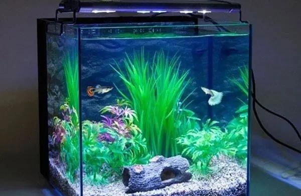 鱼要怎么养才会活得久点,刚养的鱼为什么这么难养