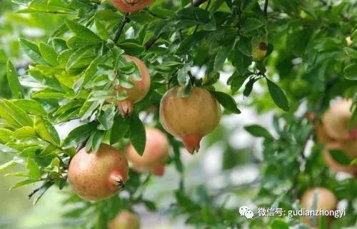 石榴晶莹剔透,石榴暗红色小粒特别酸