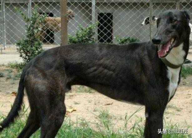 如何挑选一只好的格力犬,一个月的格力犬怎么挑选