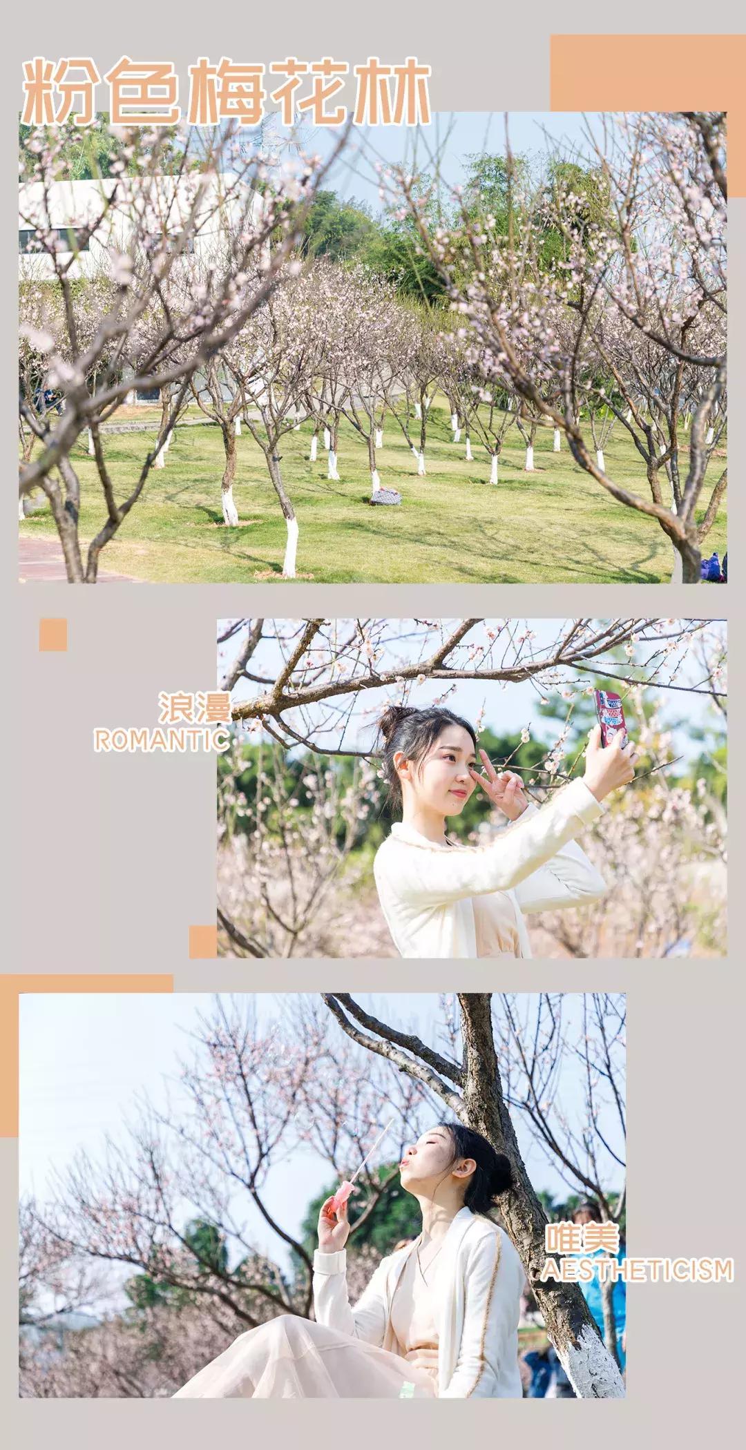 深圳隐秘风景,深圳粉色花海视频