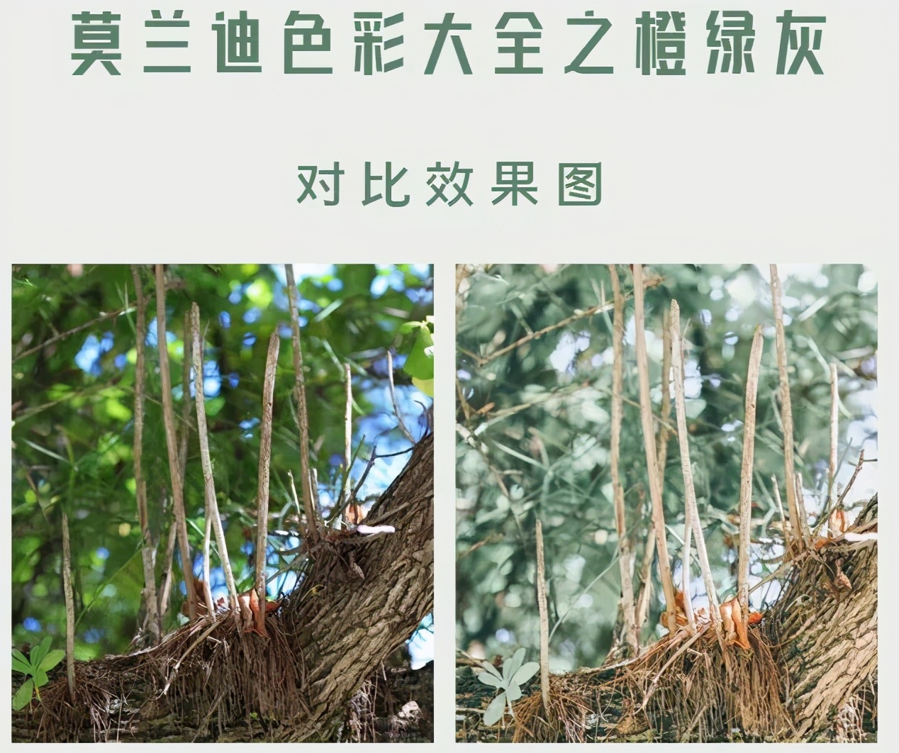 莫兰迪色绿色极致美感,莫兰迪蓝最惊艳的图