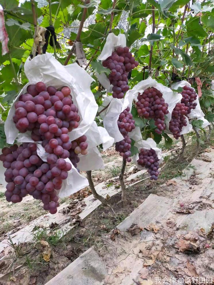 消费者评价红提：不香不甜，味同嚼蜡，是谁把红提推向了深渊？