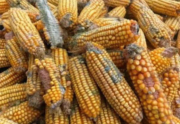 猪体温38度还身体颤抖,猪体温38度正常吗