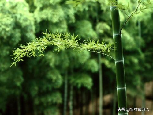 文人骚客喜欢用植物中的什么,古代文人志士爱好哪些植物