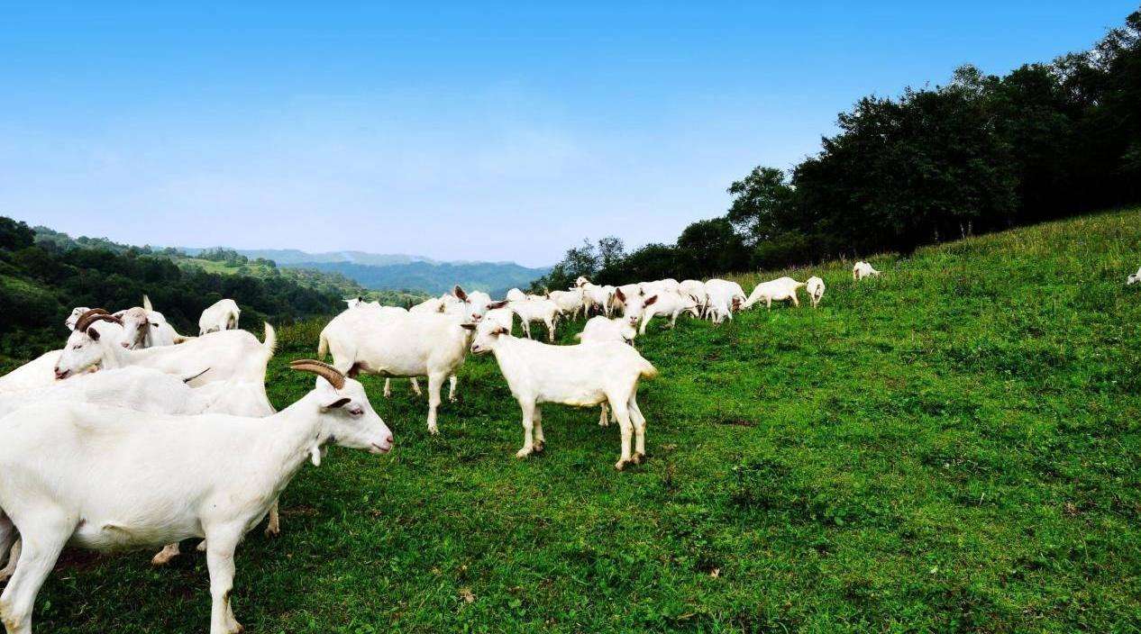 羊怎么养成活率才高,羊怎么养产奶多