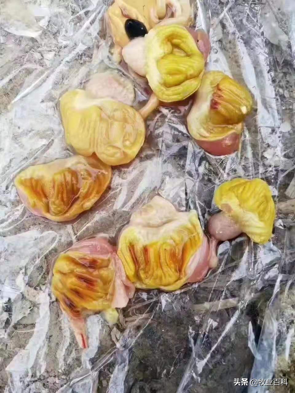 夏季养鸡需要防治哪些疾病？