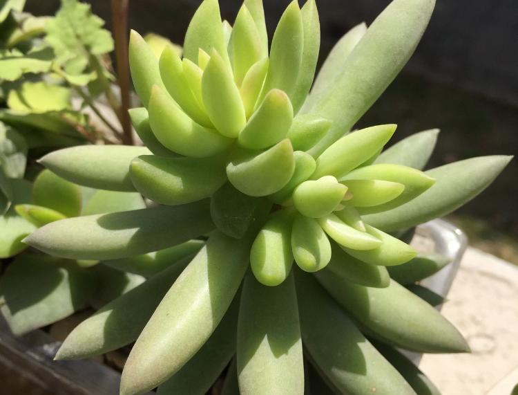 千佛手叶插苗怎么养,多肉千佛手的养殖方法和关注事项