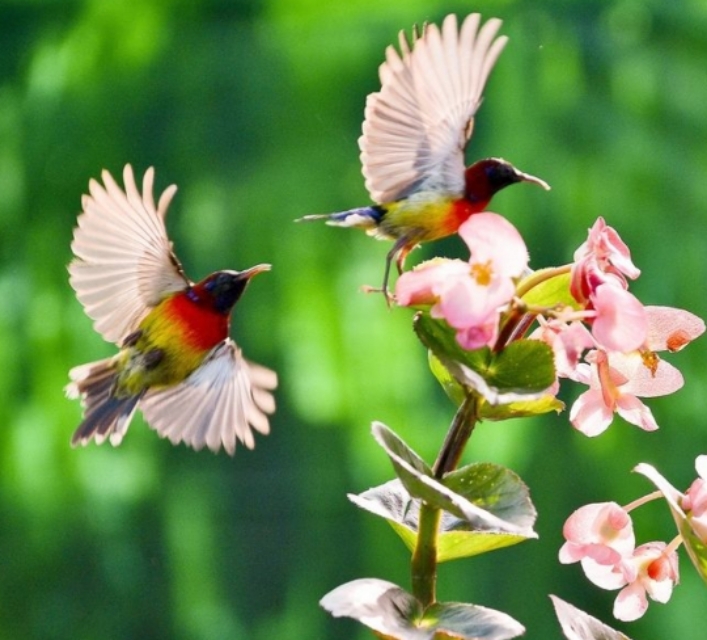 太阳鸟品质,太阳神鸟绝美