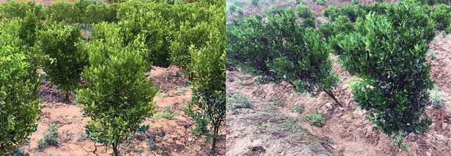 解决“被人类喂瘦了的土地”问题，治胃病更要治未病！