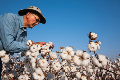 棉花枯黄病的防治办法,棉花出现黄萎病怎么处理