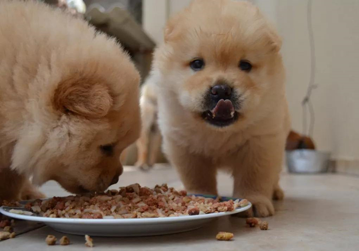 水泡的狗粮营养会不会流失,狗粮每次都需要水泡吗