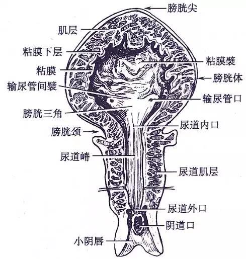 泌尿系统解剖图谱大全,2022泌尿系统的解剖生理讲解课程