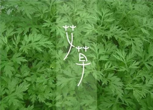 艾叶泡脚的作用和关注事项,艾叶泡脚有什么好处和坏处