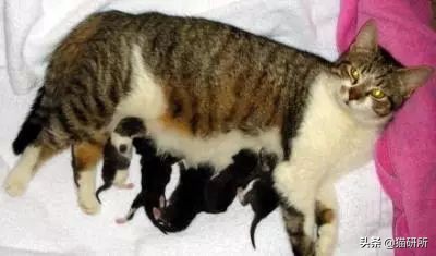 猫咪难产去医院怎么办,如果猫咪难产应该怎么办