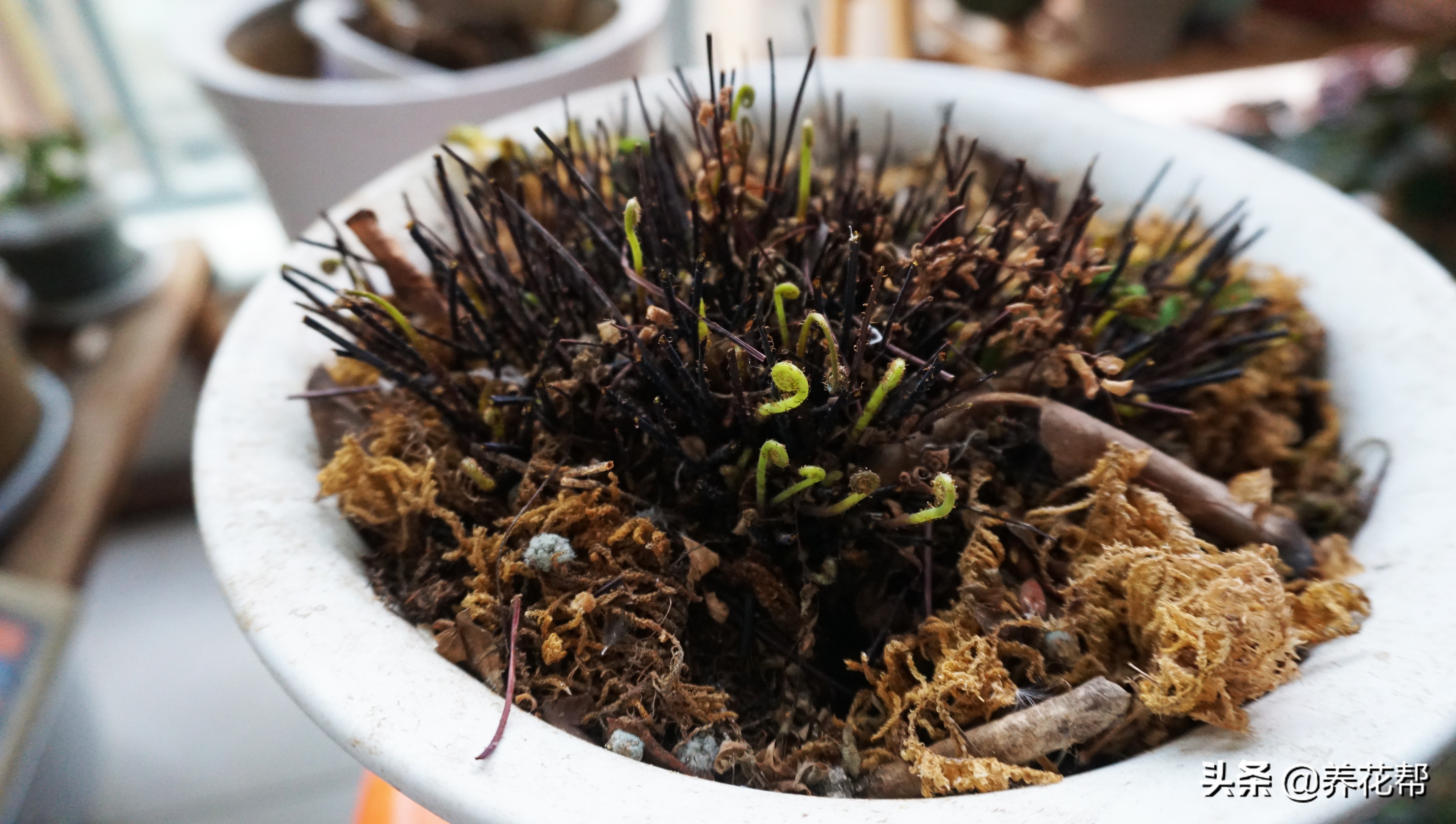 铁线蕨枯叶、黄叶不必慌，这样处理明年照样长爆盆