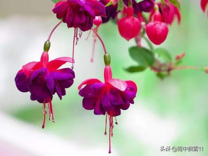 倒挂*钟金**落花怎么办？教你做好这5点，倒挂*钟金**花开艳丽满枝头