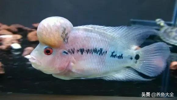 怎么快速让罗汉出态势,18罗汉最简单的复原方法