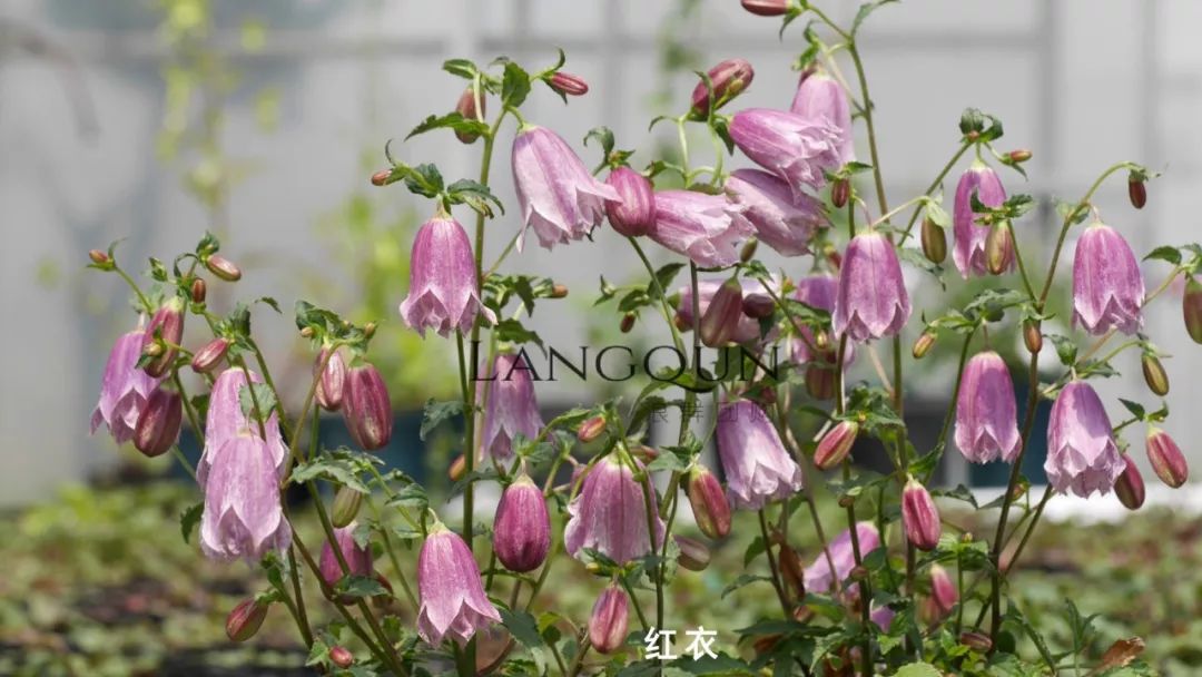 风铃草适合几月种,日本风铃耐寒温度是多少