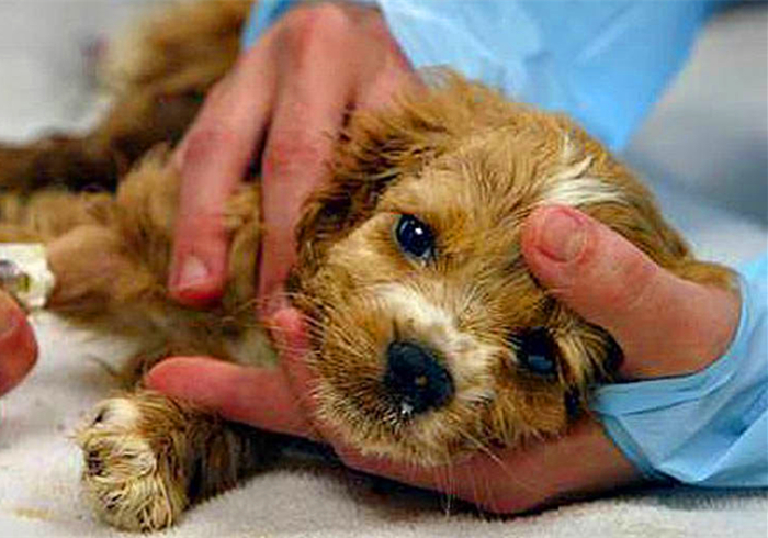 幼犬细小心肌炎的症状,小狗肺炎呼吸急促应该怎么缓解