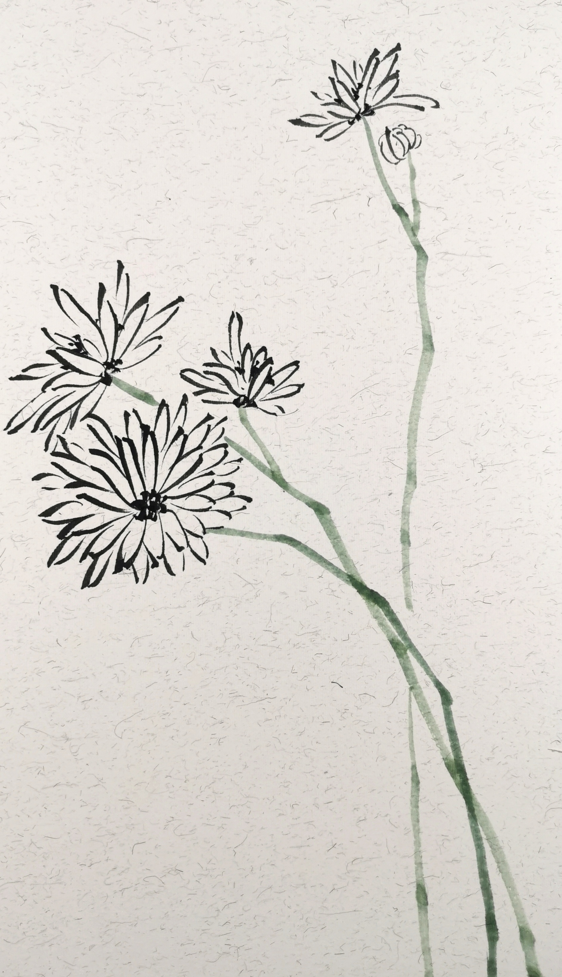 菊花写意的画法步骤图,卷叶菊花的写意画法