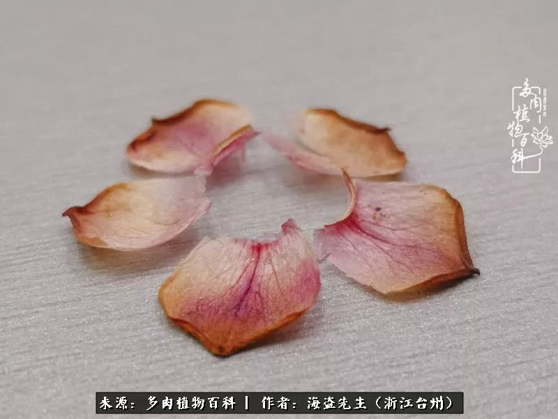 多肉玫瑰多少度休眠,多肉玫瑰唤醒教程