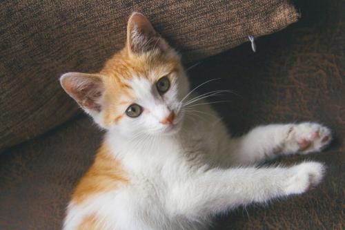 猫咪叫不出声是什么原因吃什么药,猫咪为啥张嘴又没有声音