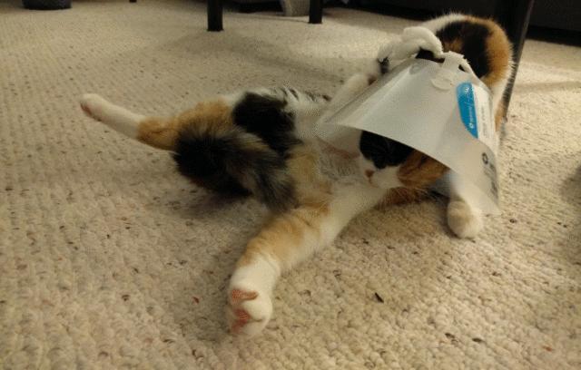 给猫戴上脖圈之后很低落,为什么给猫戴上猫圈就安静了