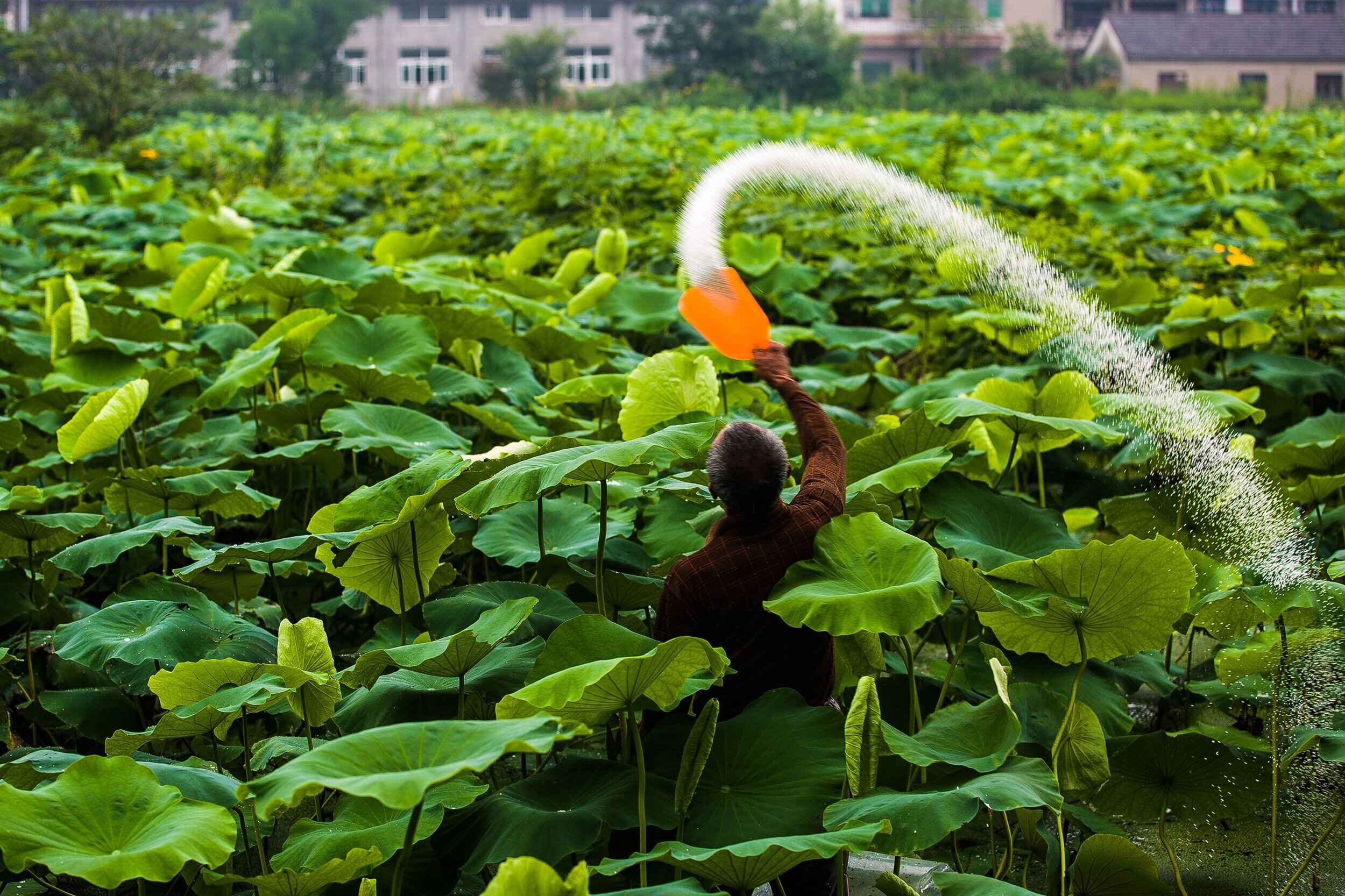 作物产生肥害的原因,叶面施肥肥害一般在多少天后发生