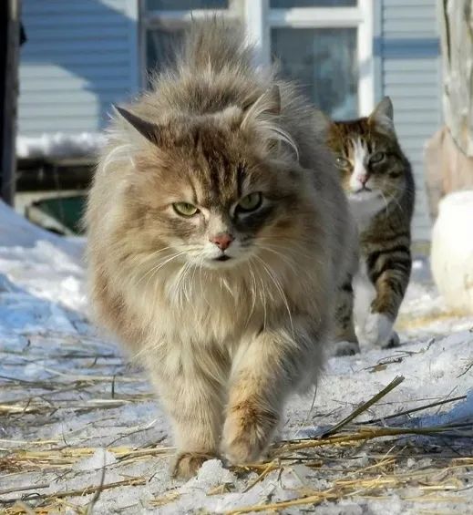 看看俄罗斯猫有多彪悍，徒手斗狗熊，单脚撕野狼！你是大佬我服了