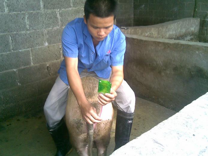 母猪首次配两次配不上怎么回事,母猪数次配不上种怎么治疗