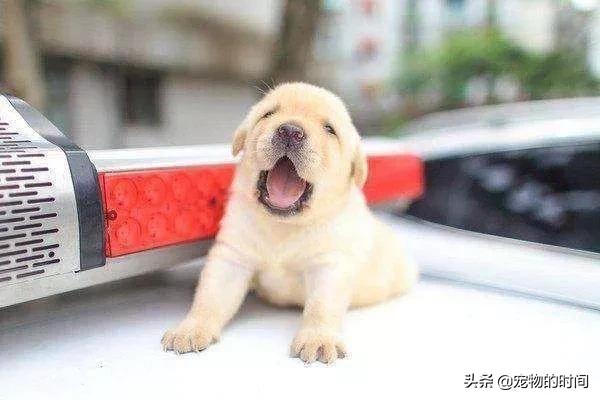 狗狗为什么放出笼子就乱拉乱尿,狗狗乱尿怎么办