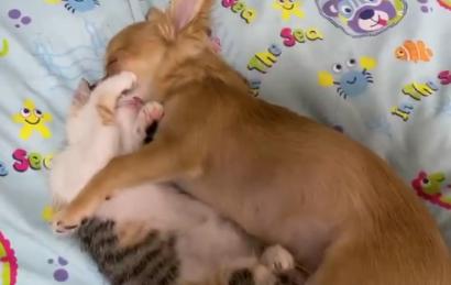 过度兴奋的狗子,狗狗兴奋的表现和症状