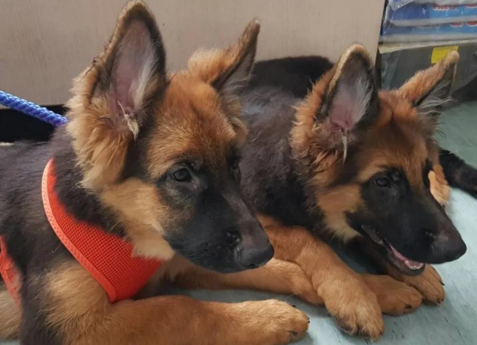 德牧照顾受伤的主人,德牧残疾