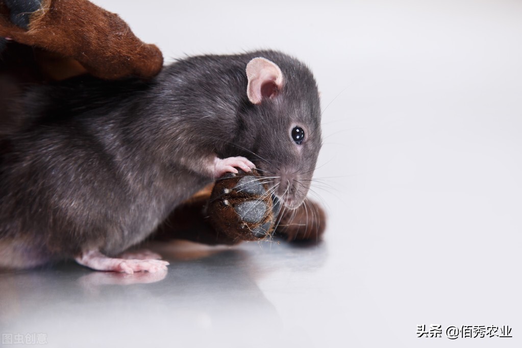 猫怕黄瓜老鼠怕什么,猫怕鼠怎么办最有效