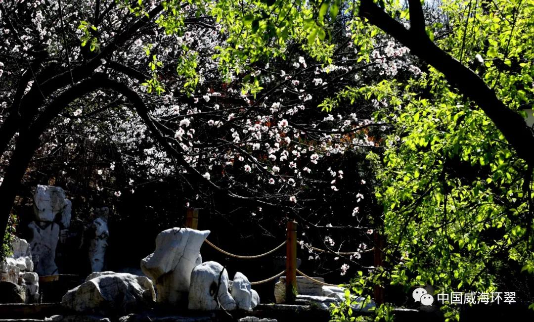 走进春天的环翠公园,环翠风景