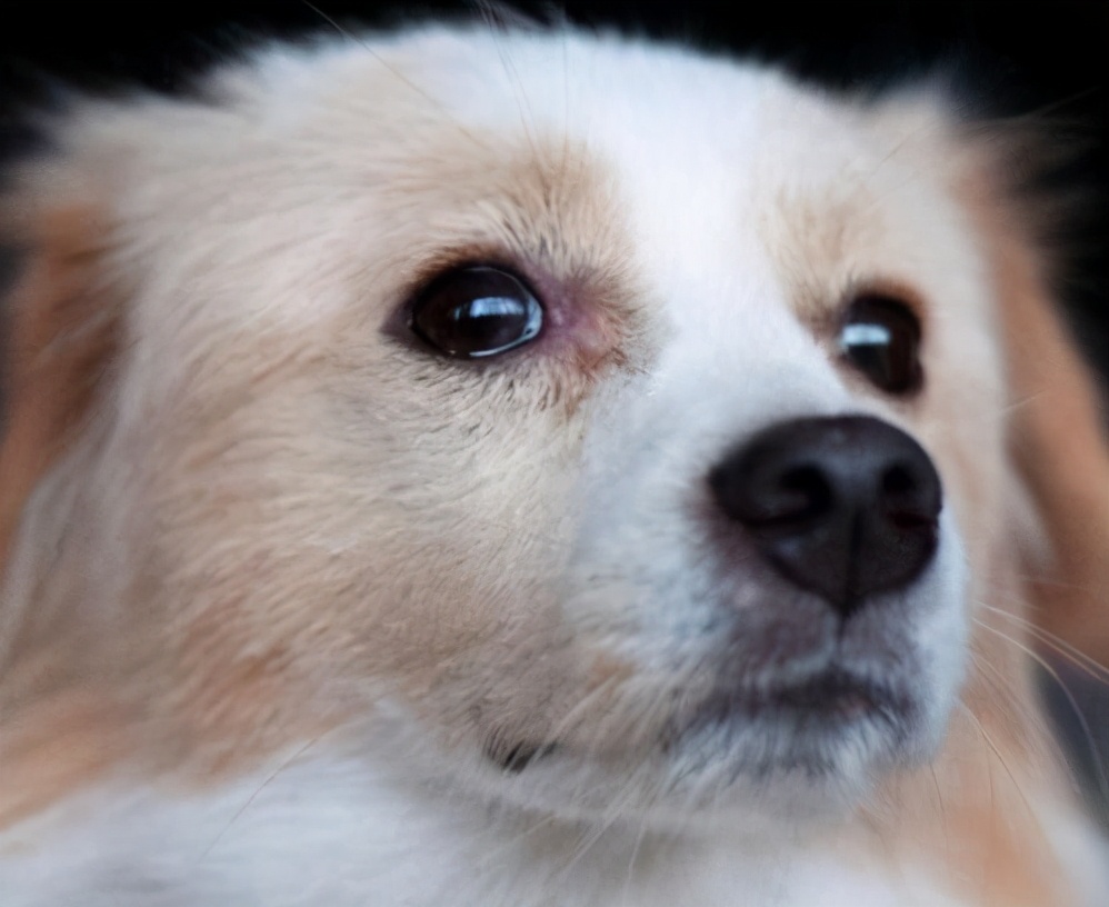 狗狗什么情况会便血,狗狗总流泪是什么原因