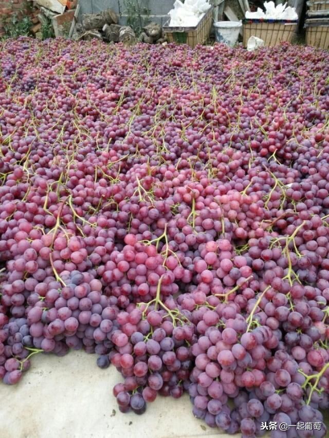 葡萄的来历小故事,收葡萄什么梗