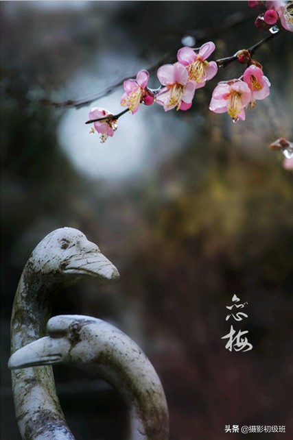 梅花拍摄欣赏技巧有哪些,拍梅花照技巧与角度