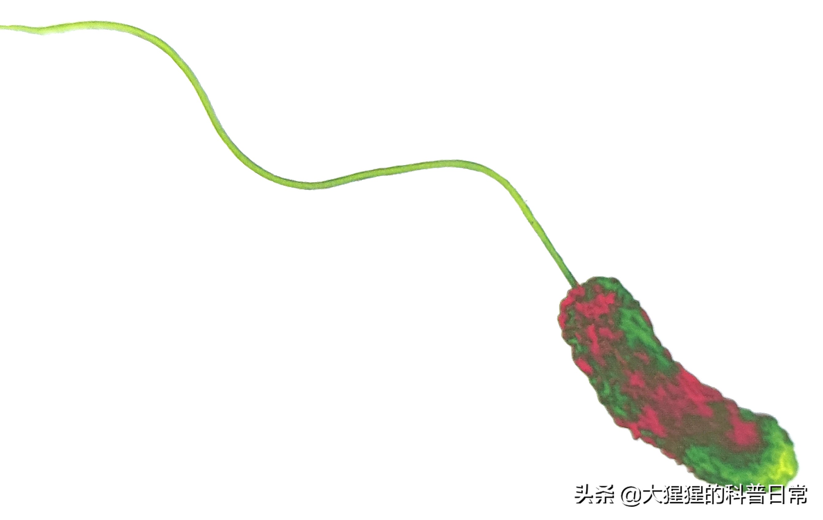 微生物原核生物,微生物照片原核生物