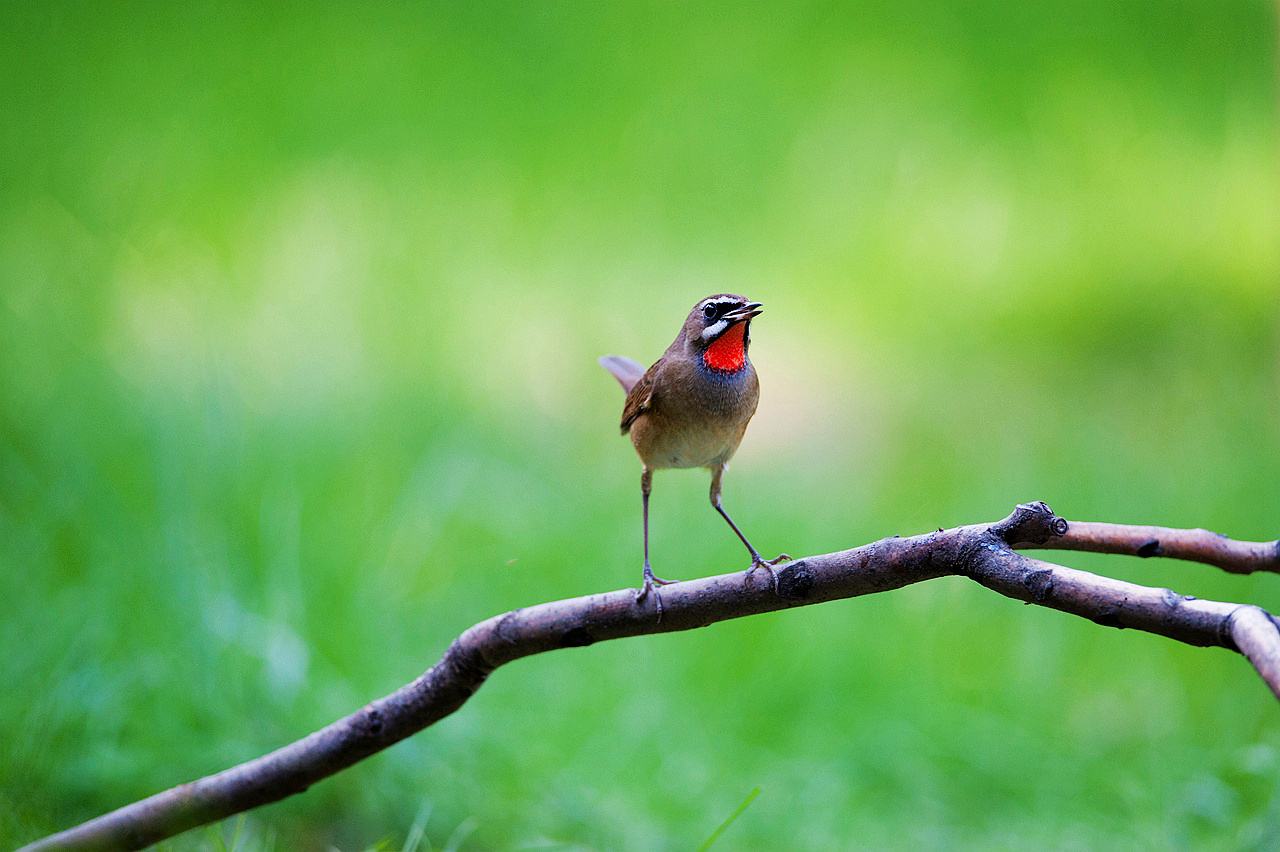 养鸟八大禁忌,女人养鸟风水大忌