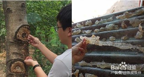 雪燕是什么做的,雪燕的最佳做法