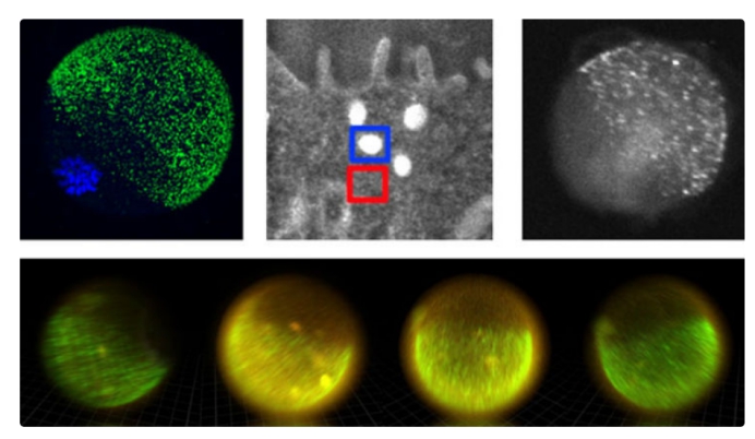 精子和卵子结合为什么闪光,精子和卵子在相遇那一刻就定性了