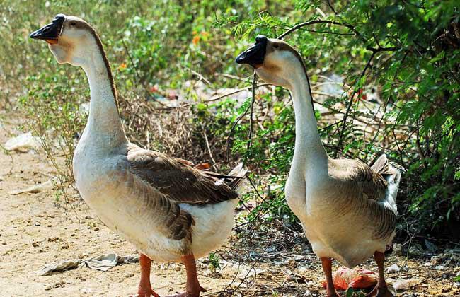 养殖鹅技术大全视频,养殖鹅技术全程指导