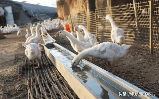 在农村霍乱为鹅禽的常见病，从病原到防治，为您剖析