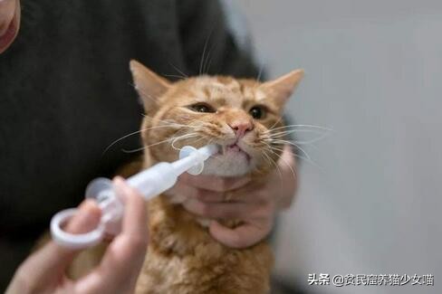 新手养猫家庭必备药省钱又好用,养猫必备18种药物有哪些